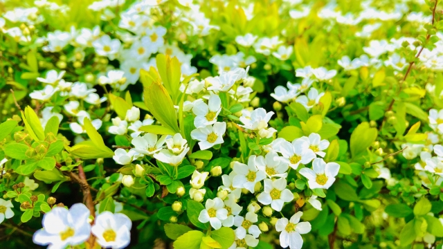 白い小花をたくさん咲かせたバコパ