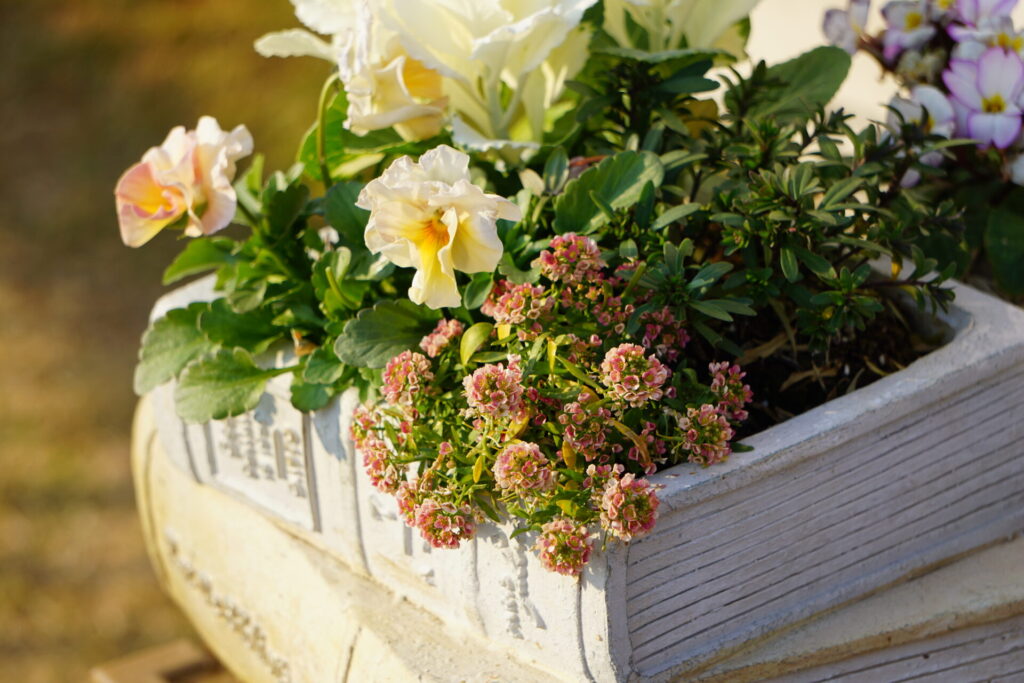 ビオラ、葉牡丹とアリッサムの寄せ植え
