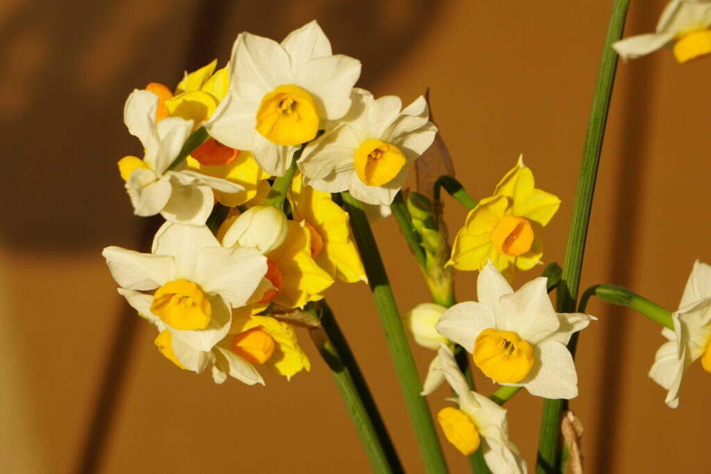 冬に咲くスイセンの花。白と黄色の花弁が特徴の丈夫な球根植物。