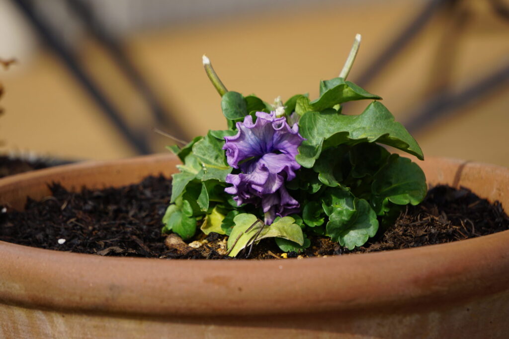 水の与えすぎによって弱ったパンジー