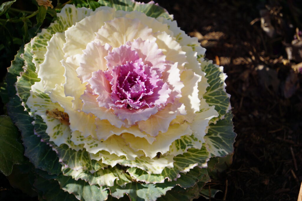 白や紫の葉が美しい葉牡丹