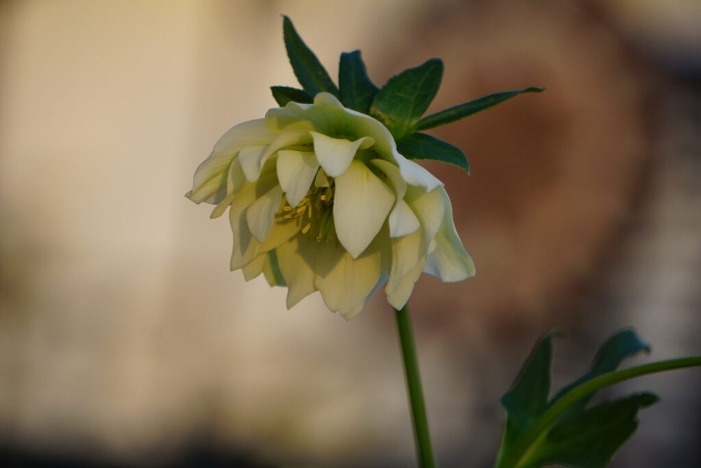 冬の庭で開花したクリスマスローズの花。しなやかな花姿が特徴。