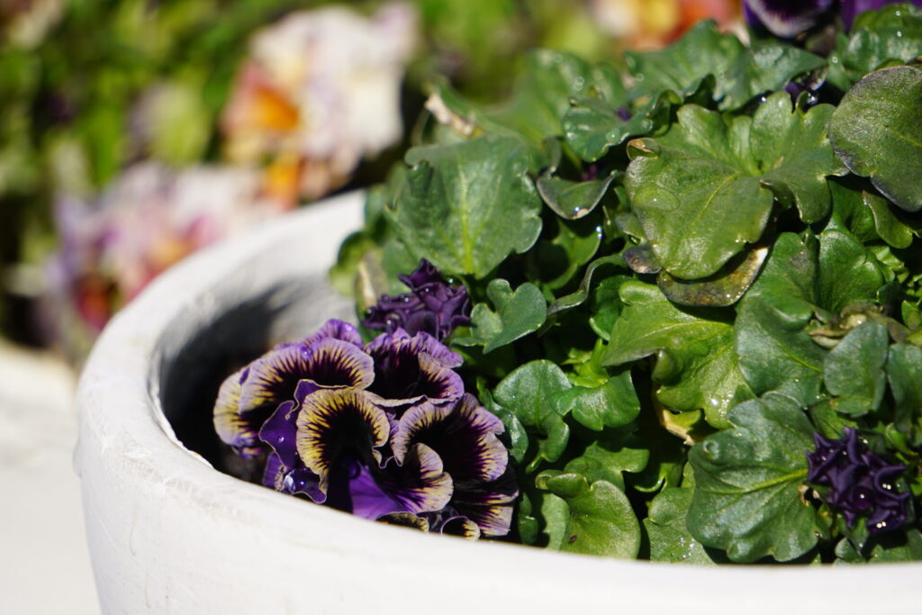 寒さによって花が縮み元気を失ったパンジー