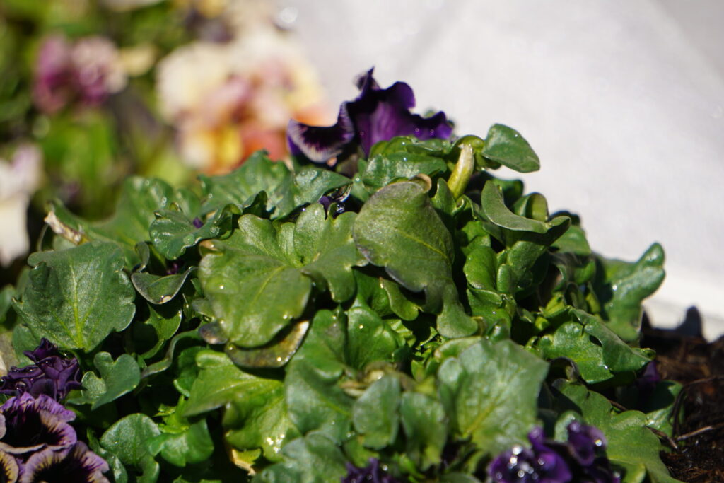 霜の影響で葉が黒っぽく変わったパンジー