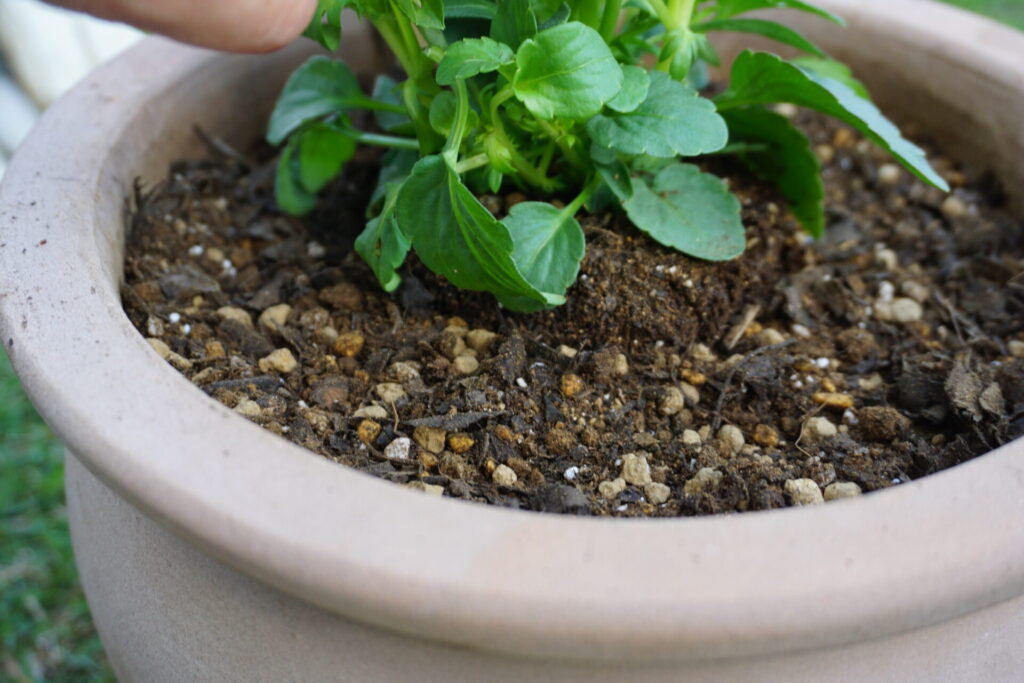 浅めに植え付けたパンジービオラ