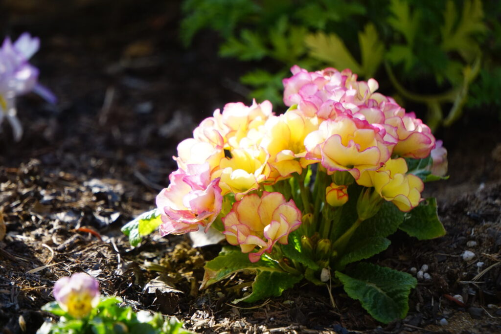 カラフルな花を咲かせるプリムラ
