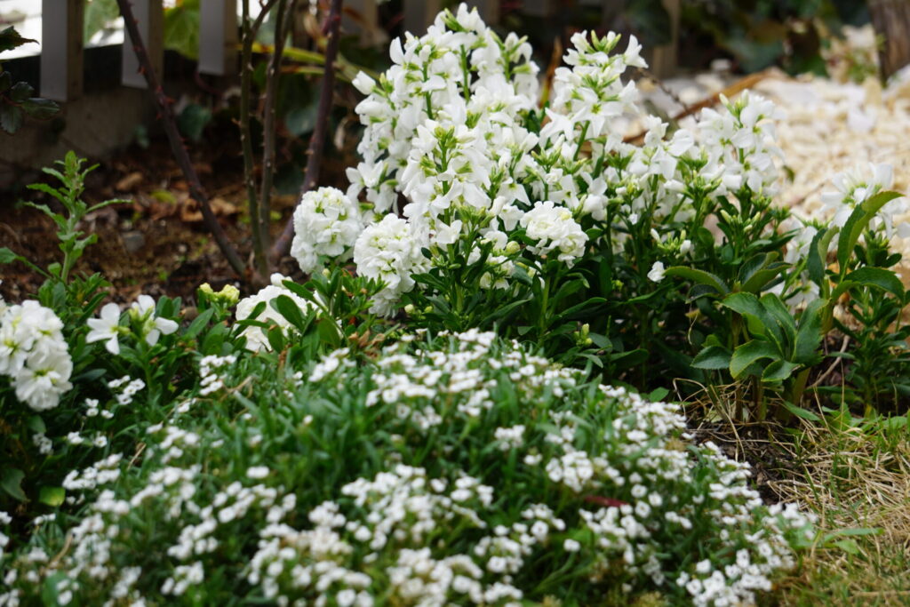 縦に連なる花房が特徴のストック