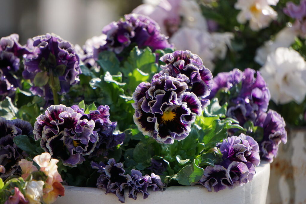 寒さ対策後に春に満開となったパンジー