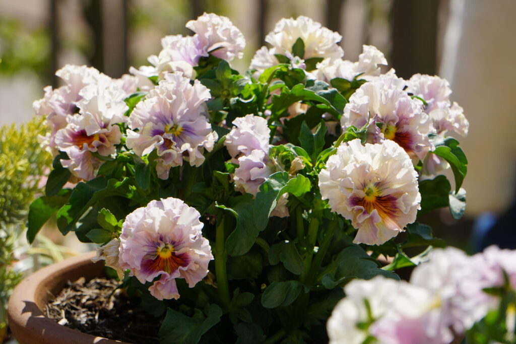 管理を見直して元気を取り戻したパンジー