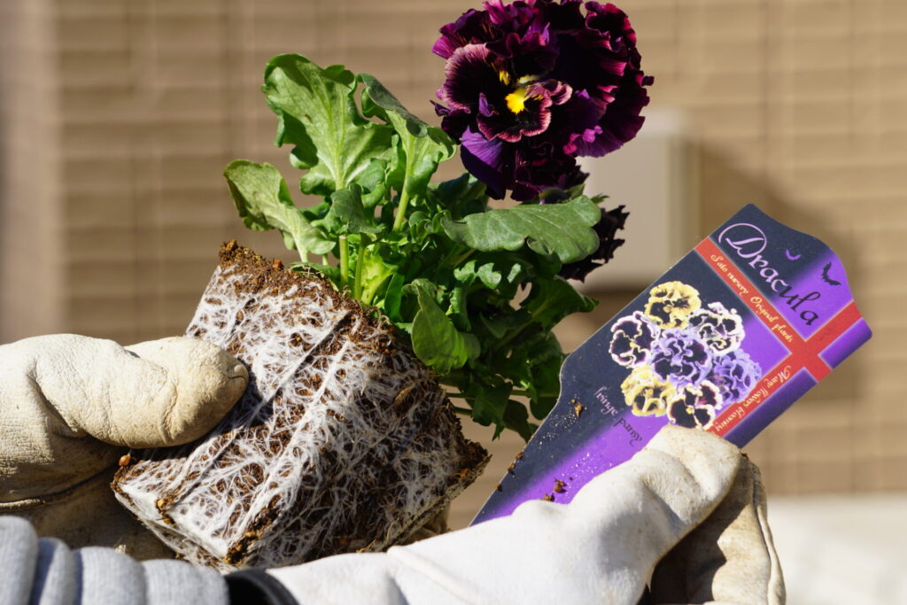 根がぎっしり詰まった丈夫な苗