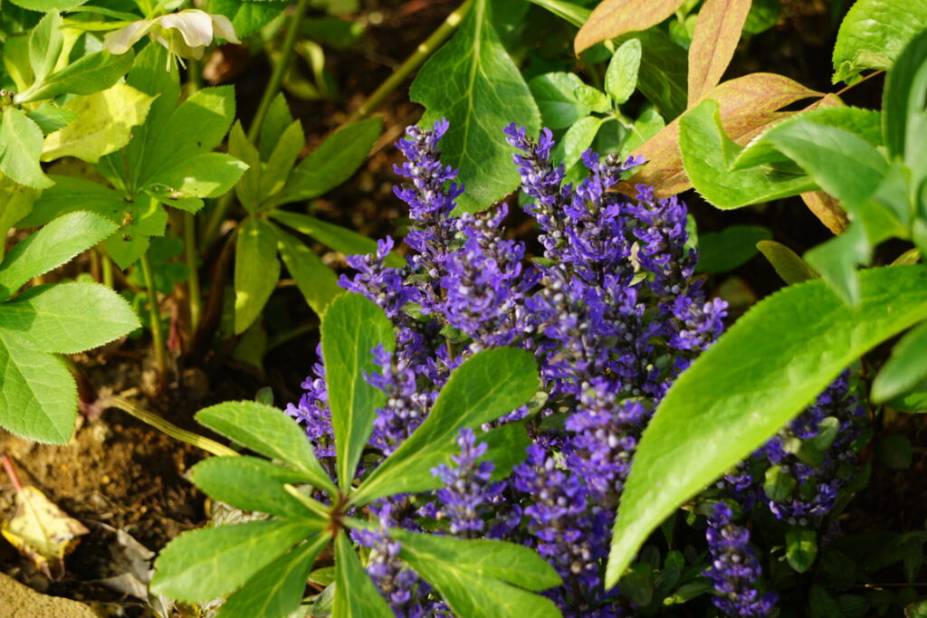 アジュガが咲いている様子