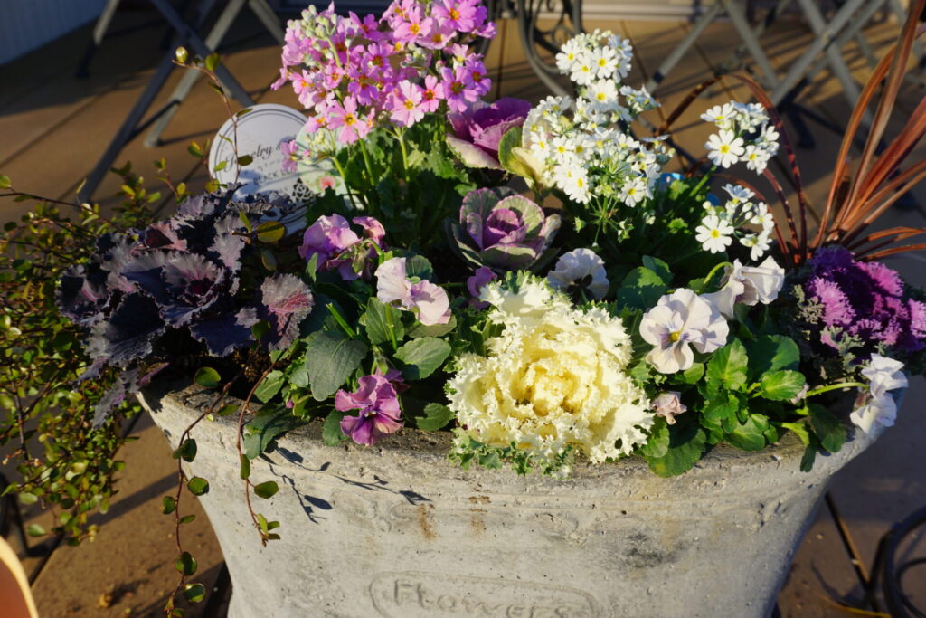 葉牡丹、プリムラ、ビオラの寄せ植え