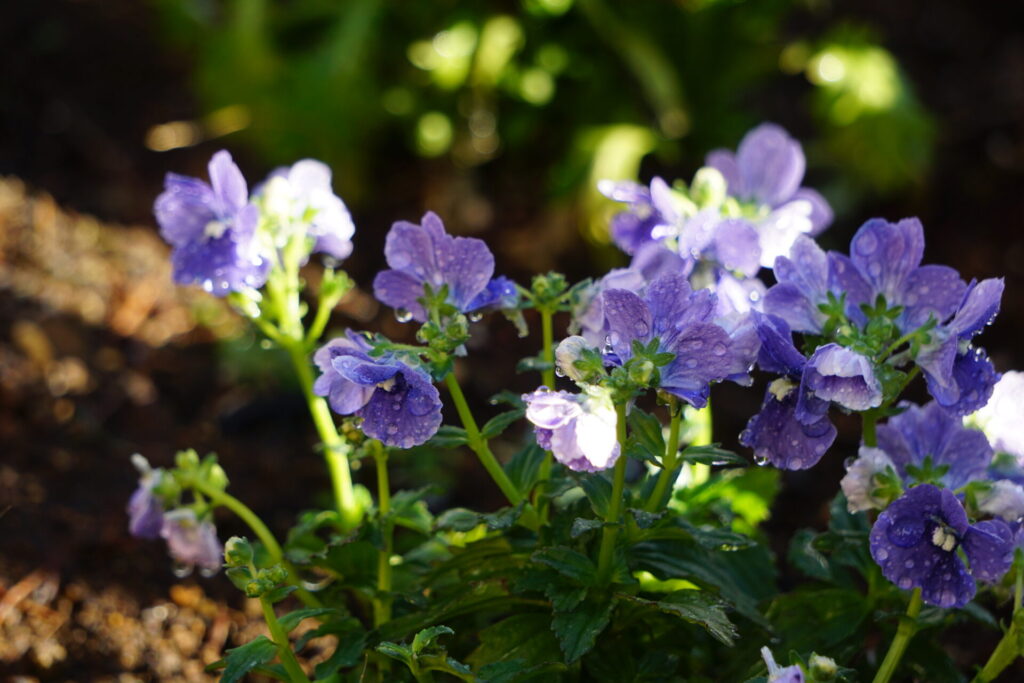 小さな花が群れて咲くネメシア