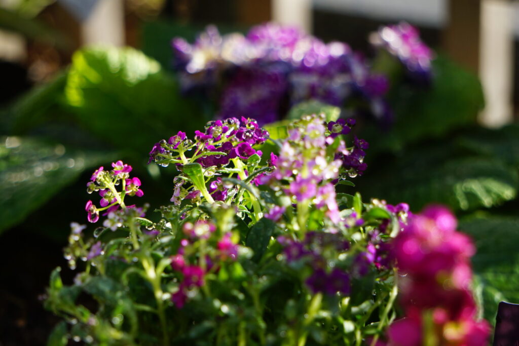 小さな花を密集して咲かせるアリッサム