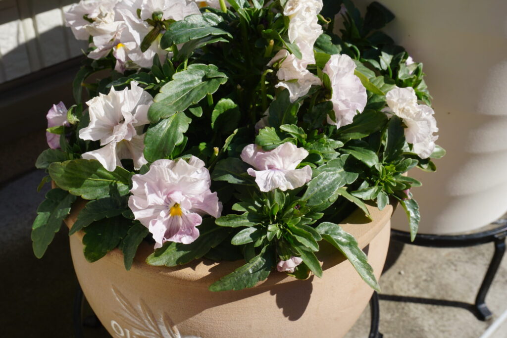 真冬の厳しい寒さでも花を咲かせるビオラ