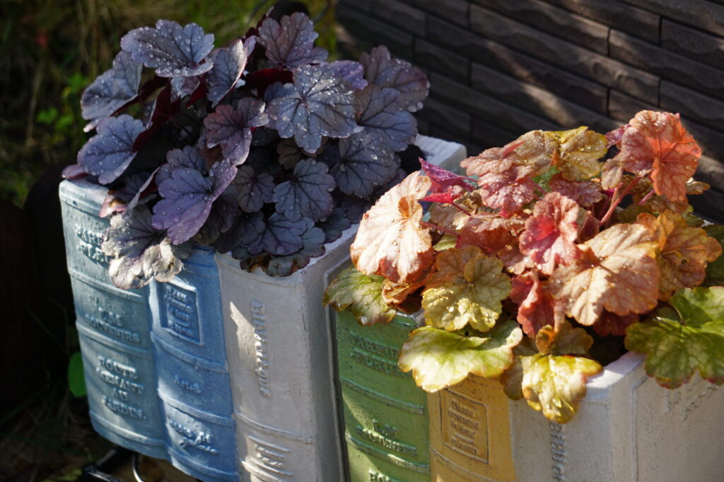 多彩な葉色が楽しめるヒューケラ