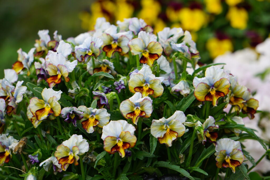 アンティークカラーのビオラ