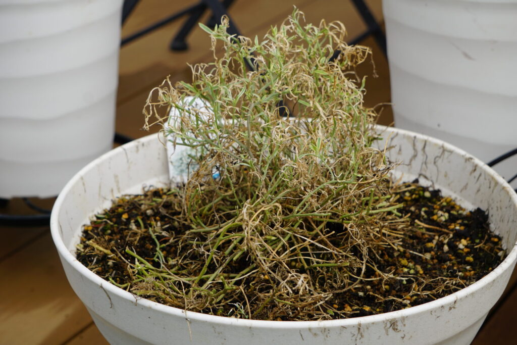 枯れている部分も切り取ったものの元気がないスーパーアリッサム