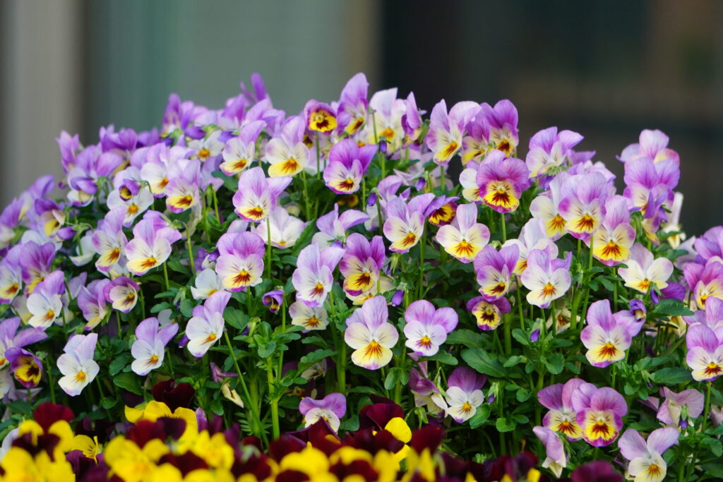 早春まで花を咲かせるビオラ