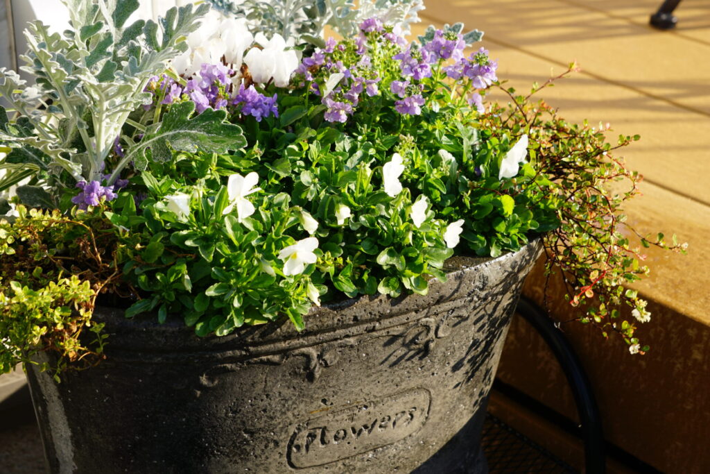 白ビオラと白シクラメンを中心に紫ネメシアのアクセントを加えた冬の寄せ植え。