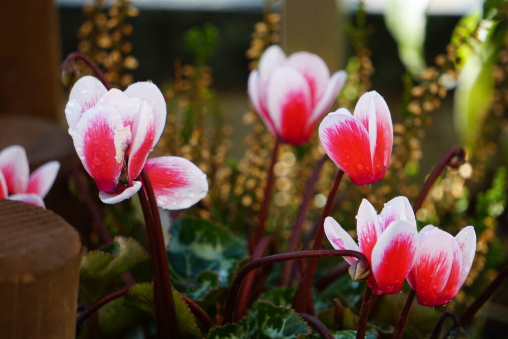 色鮮やかな花をつけたガーデンシクラメン