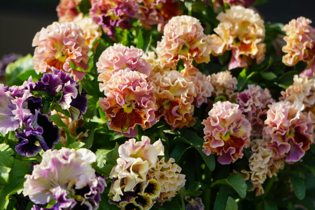 花が大きい特徴があるパンジー