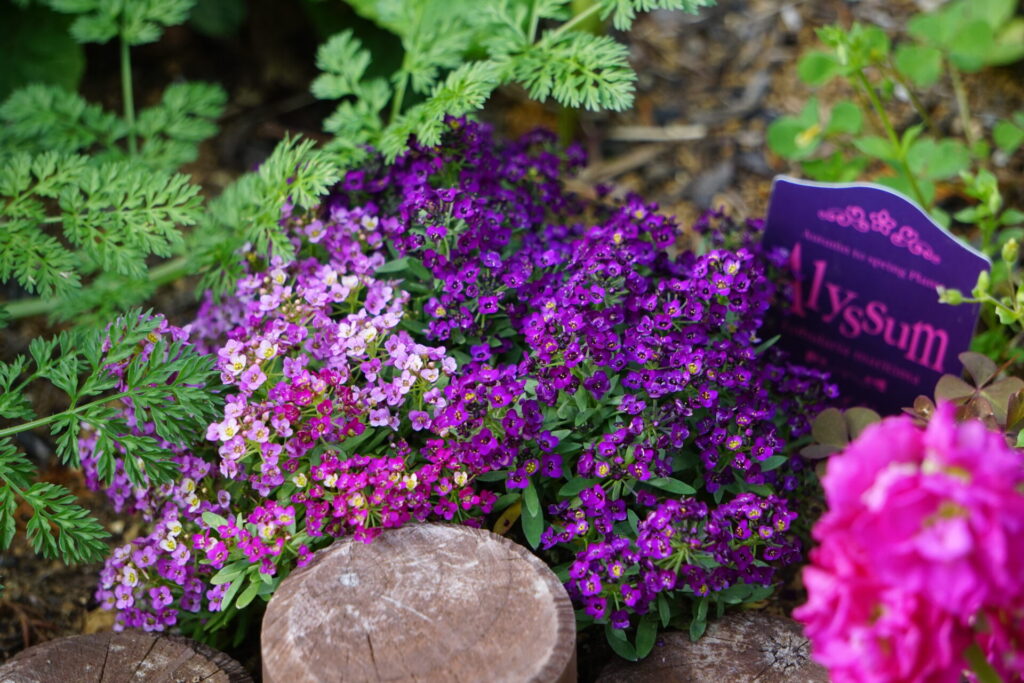 花壇で広がりながらパープルの花を咲かせるアリッサム