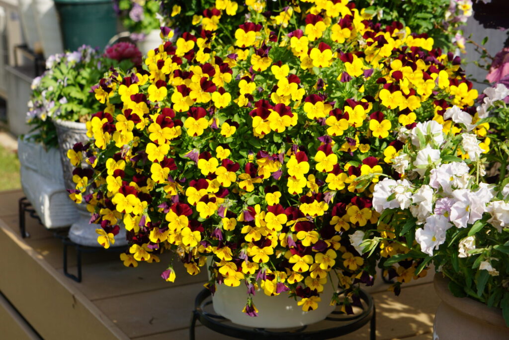 花が小さい特徴があるビオラ