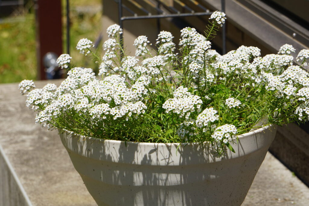 復活して満開を迎えたスーパーアリッサム
