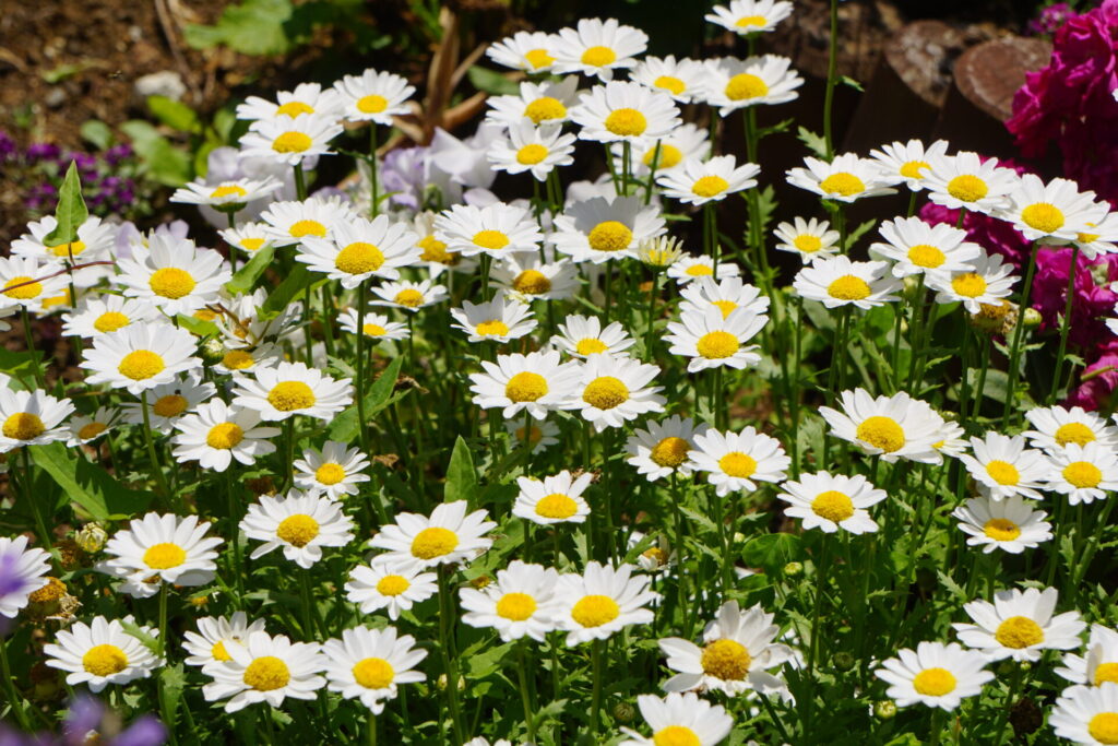 クリサンセマムノースポール