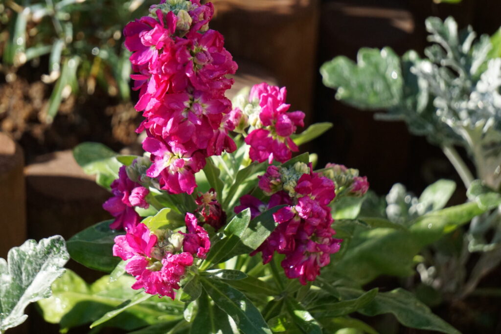 特徴的な穂状の花を咲かせるストック