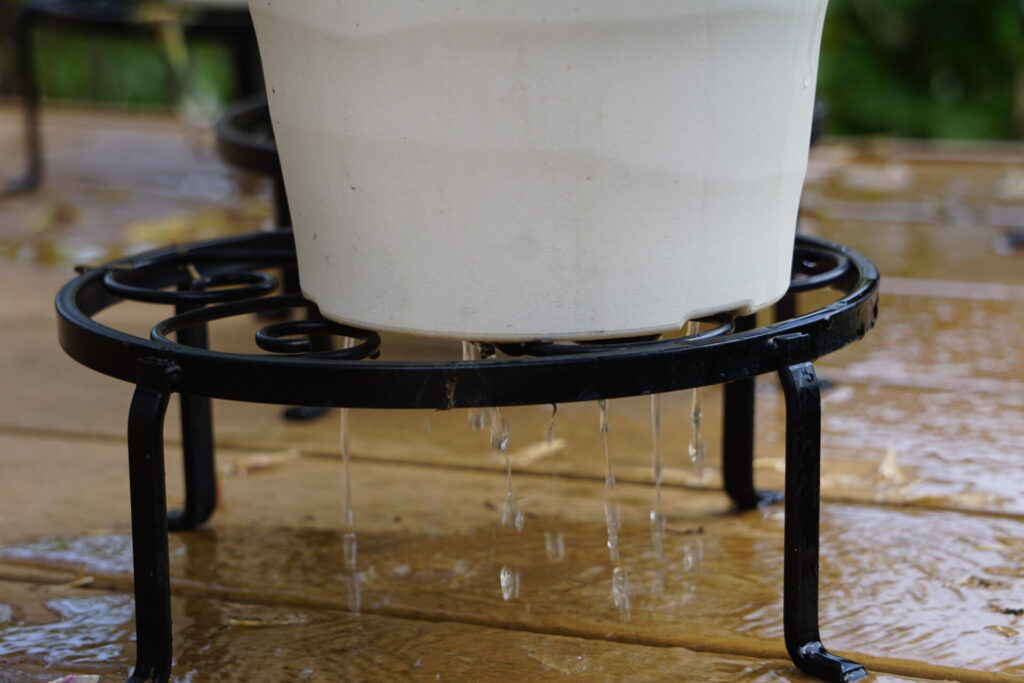 鉢底から水が流れ出るほど水を与えている様子