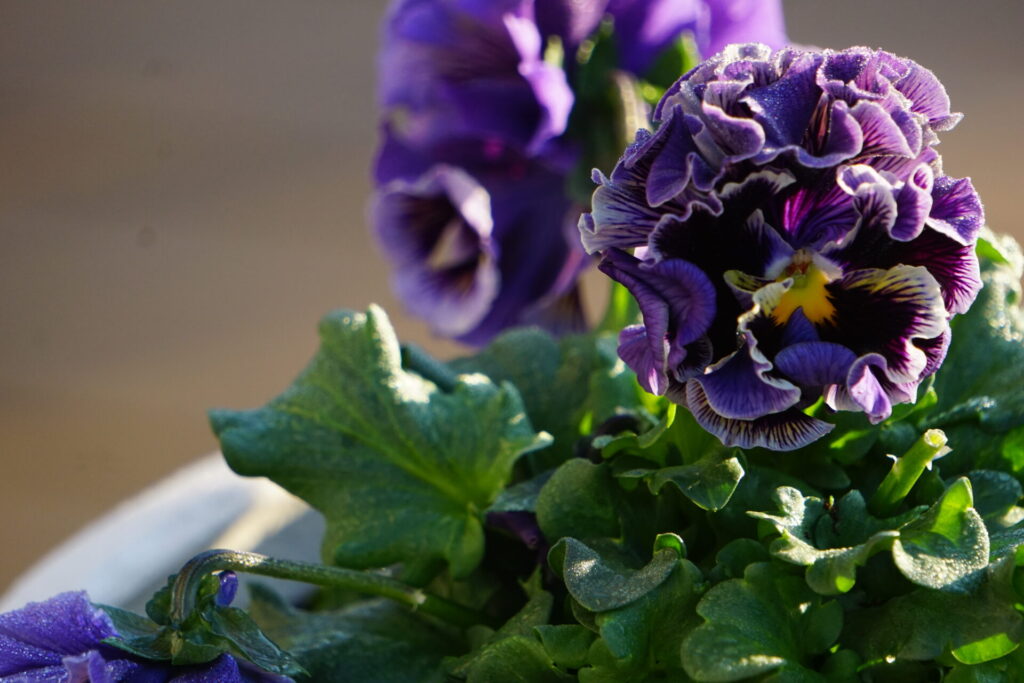 12月に咲くパンジー・ビオラの花姿。寒さで株が締まり、屋外でも長く楽しめる冬の定番花