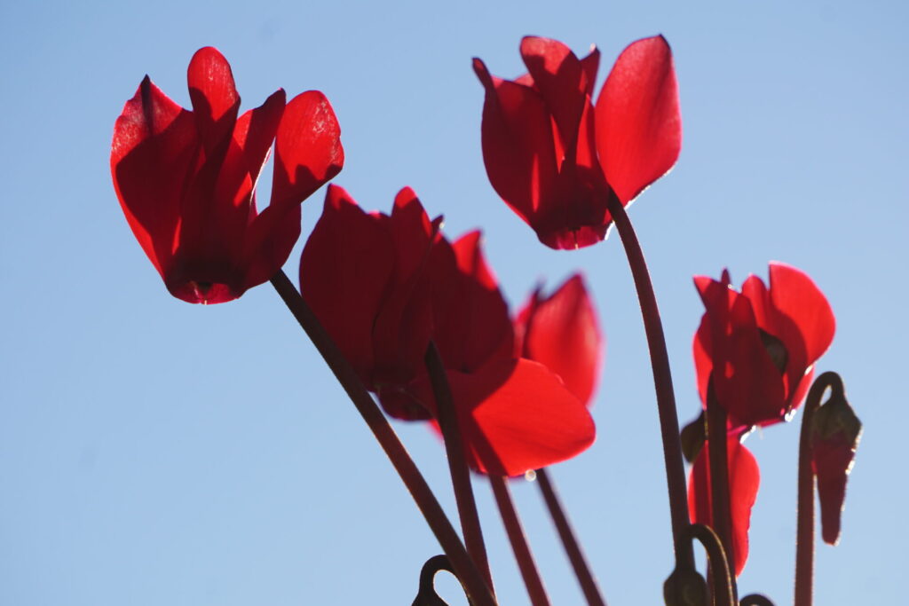 ガーデンシクラメン