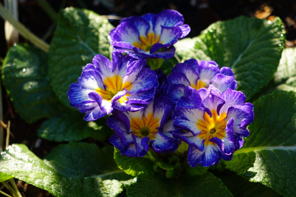 鮮やかな花色のプリムラ