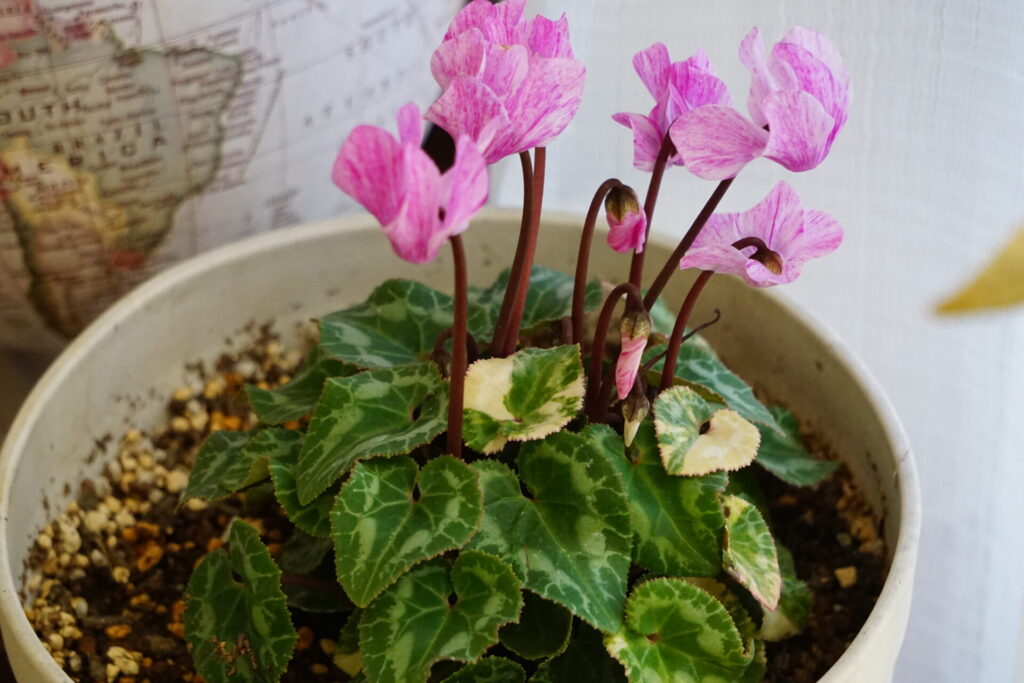 12月に咲くシクラメンの花。室内で楽しめる冬咲きの鉢花