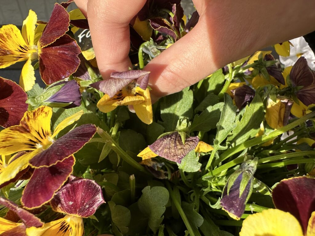 パンジービオラの花がらを茎から摘み取っている様子