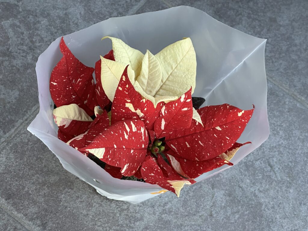 ラッピングのついたポインセチア