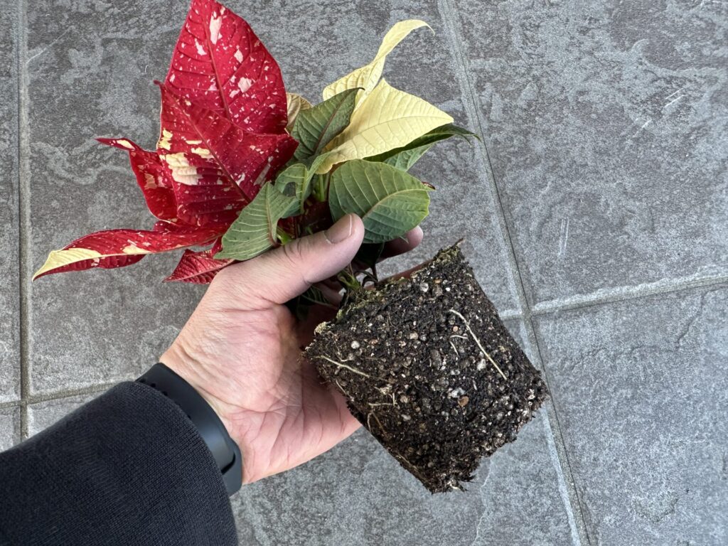 ポインセチアの根鉢