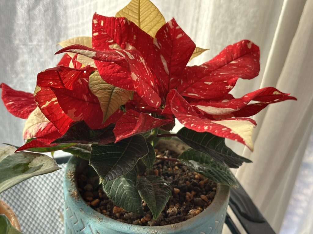 赤い苞葉を広げたポインセチア