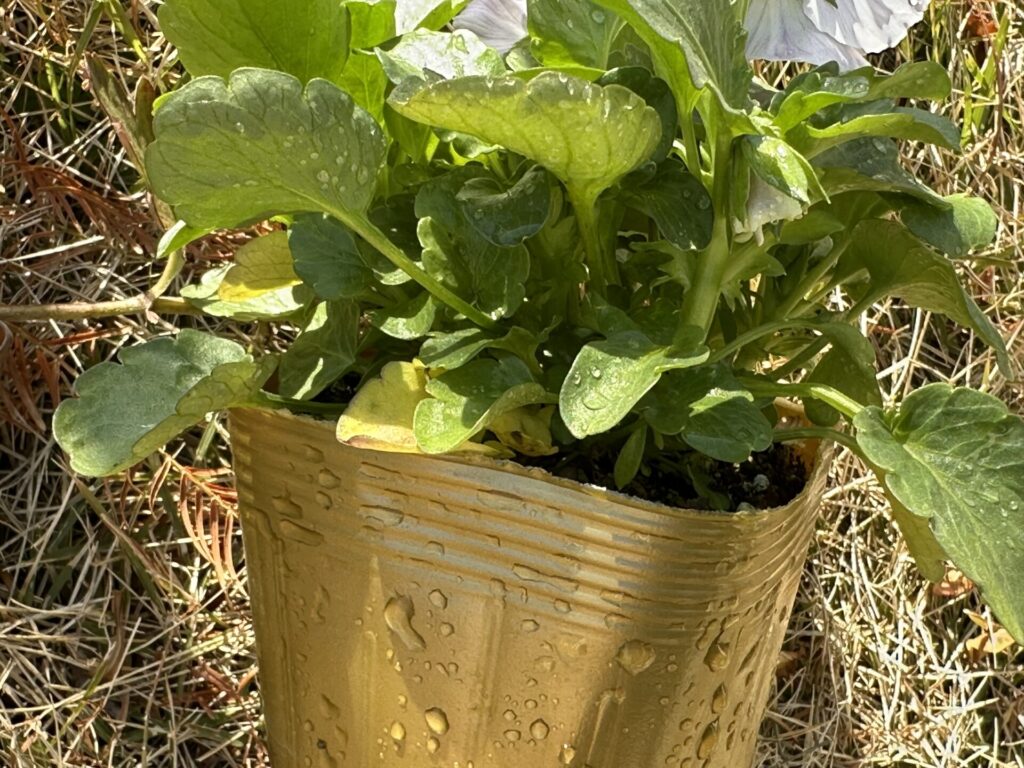 株元の葉が黄色いパンジービオラの購入苗