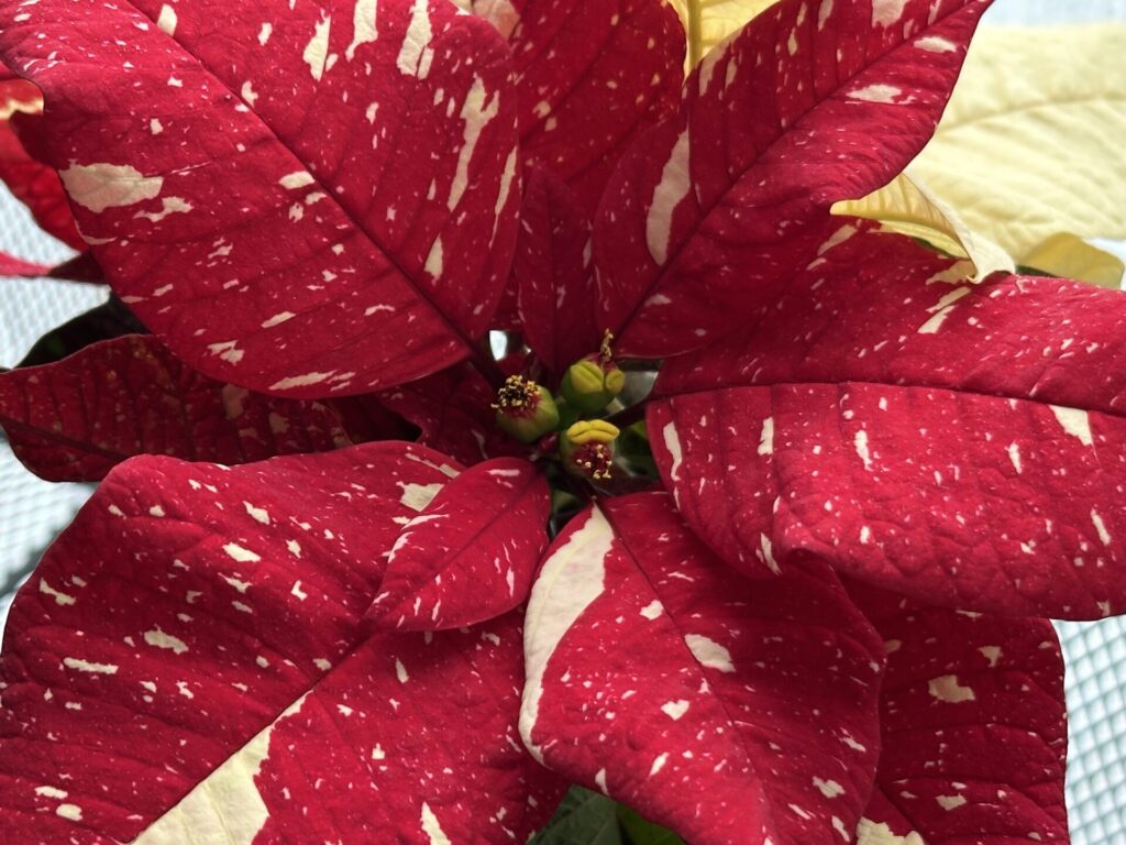 ポインセチアの花と苞葉のアップ