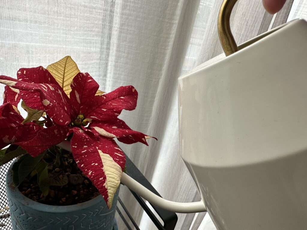 ポインセチアに水やりする様子