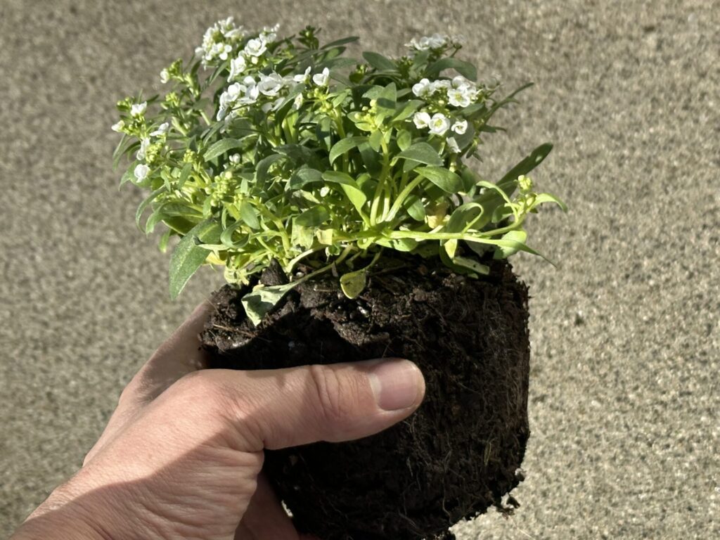 アリッサムの購入後の根鉢