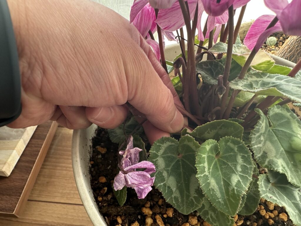 シクラメンの花がらを根本から引き抜いている様子