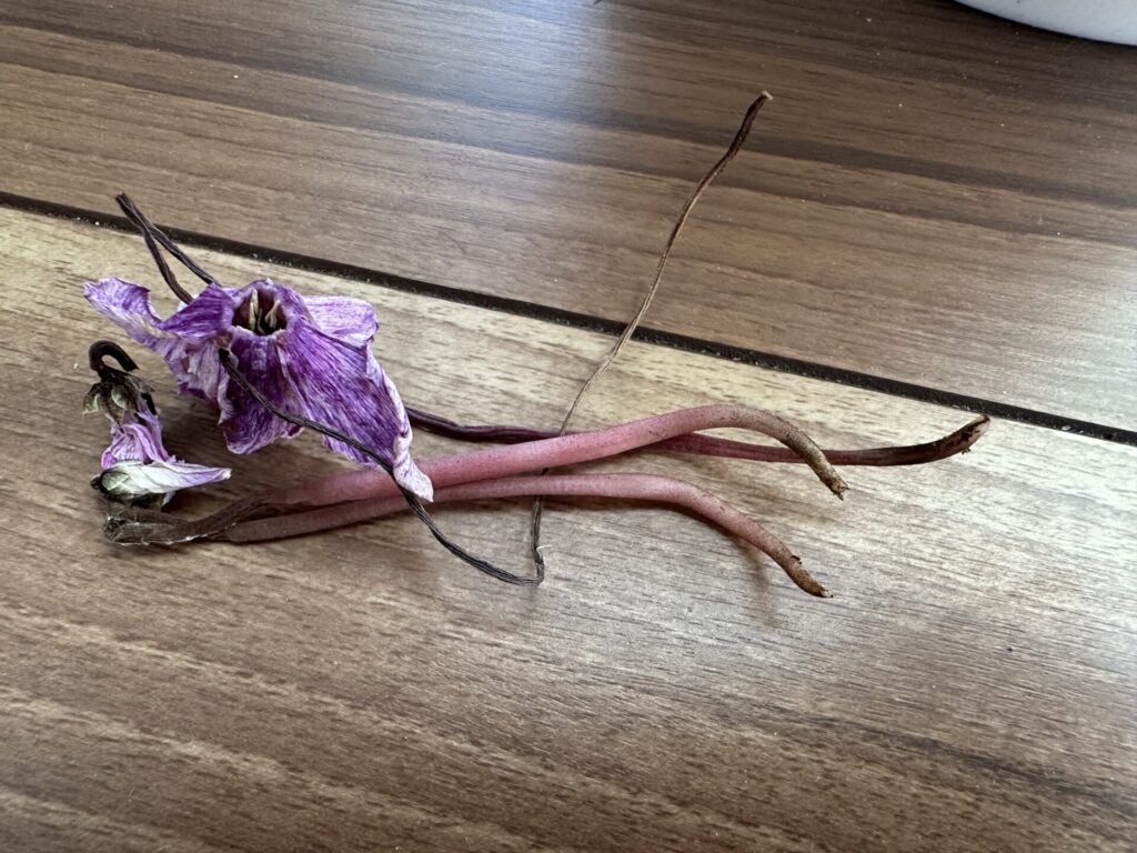 切り取ったシクラメンの花がら