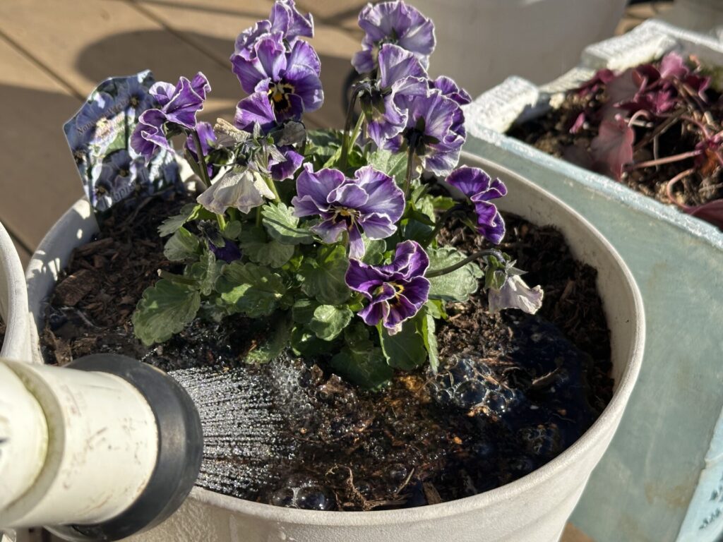 花や茎、葉に水が直接かからないよう株元から丁寧に水やりをしている様子