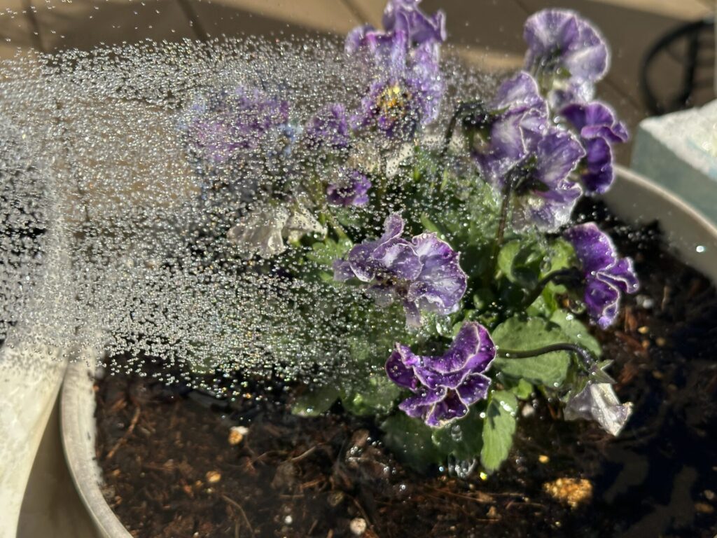 花や茎、葉に直接水やりをしている水やりの悪い例