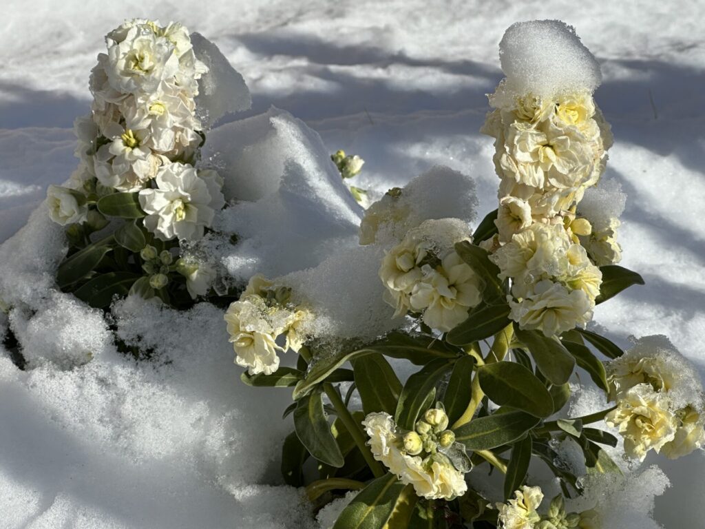 雪の中に埋もれたストックの花。冬の厳しい寒さと積雪時の水やりの注意点。