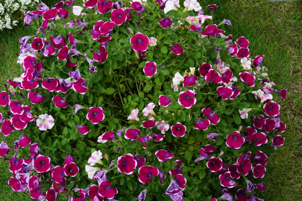 大きく生長したものの株が激しく乱れたペチュニア